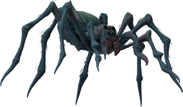 Spitting Spider