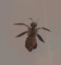 Stinger