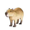 Capybara