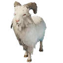 Common Goat