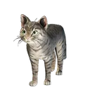 Tyger