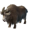 Yak
